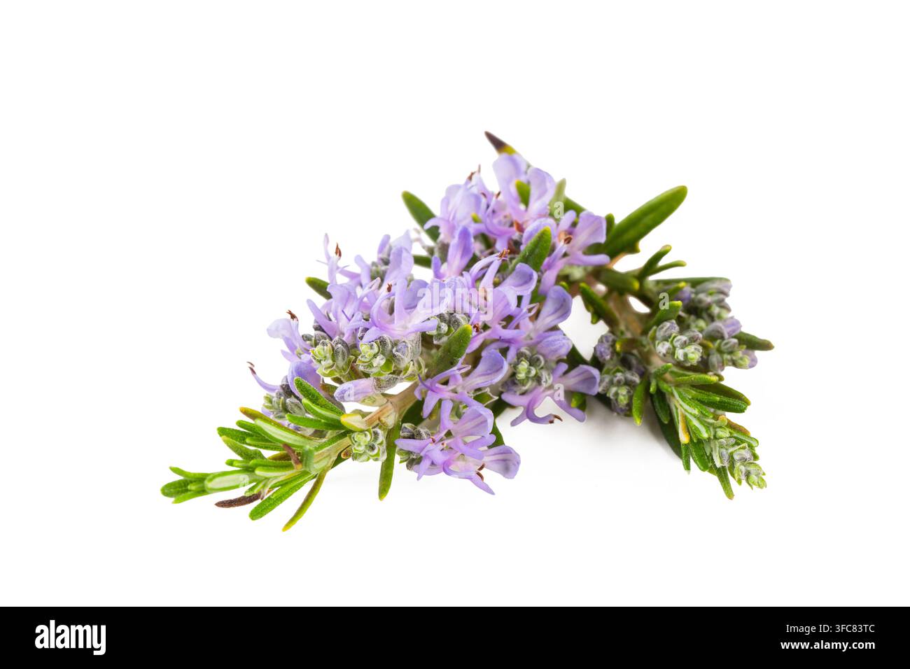 Fresh Flowering Rosemary Branch with Purple Blossoms Isolated on White Stock Photo