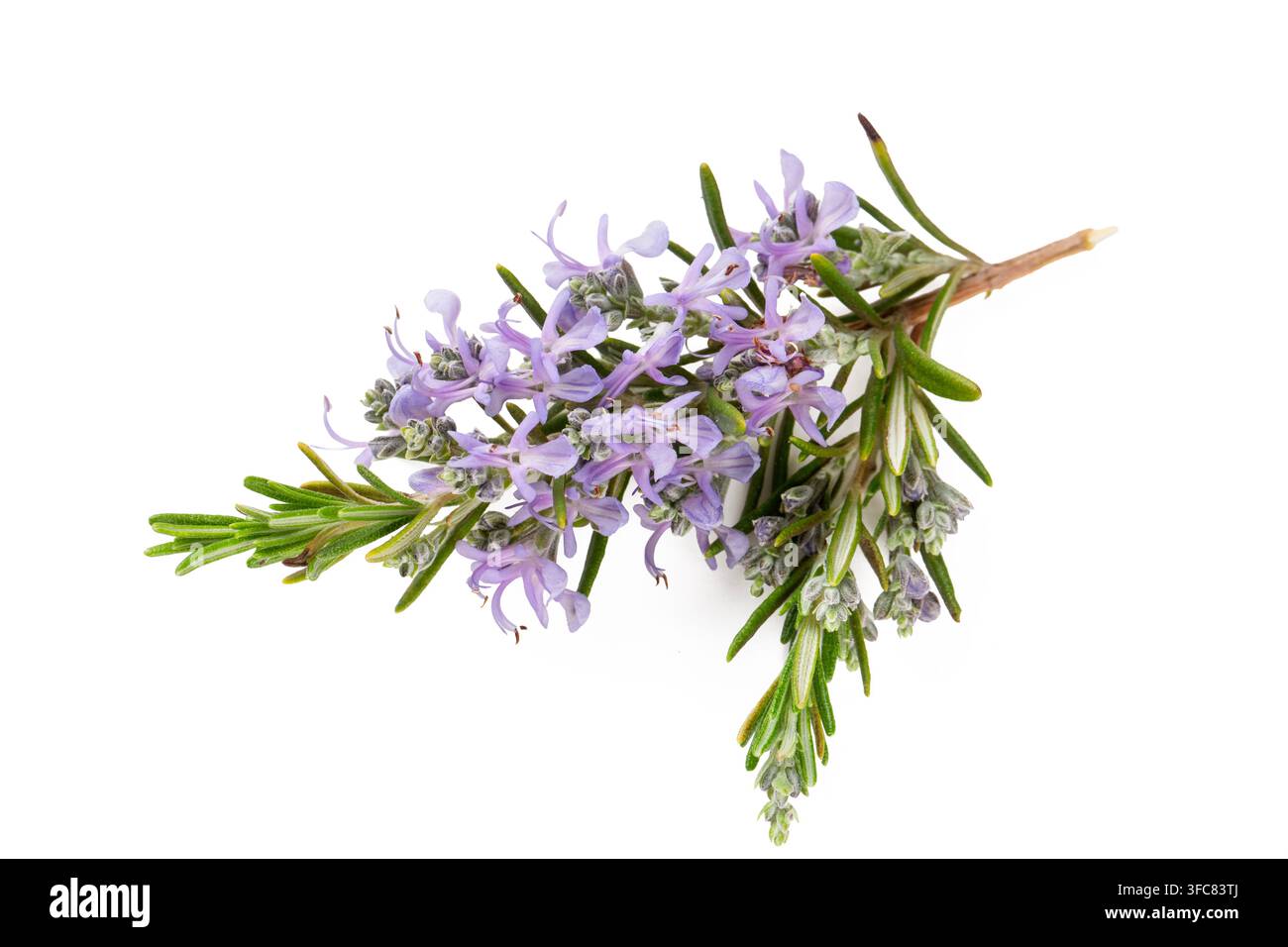 Fresh Flowering Rosemary Branch with Purple Blossoms Isolated on White Stock Photo