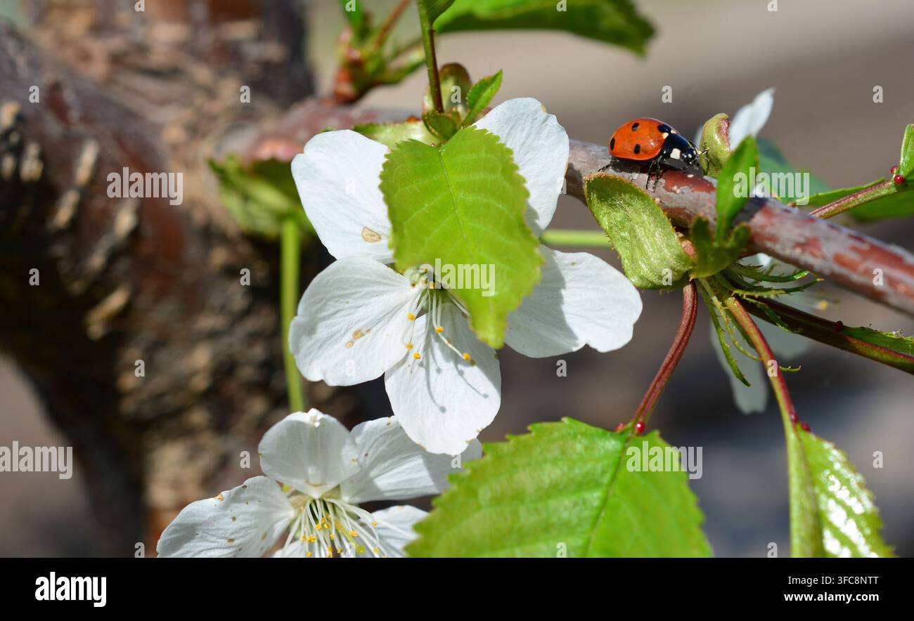 a single Ladybug Resting on Delicate Cherry Blossoms in Spring Stock Photo