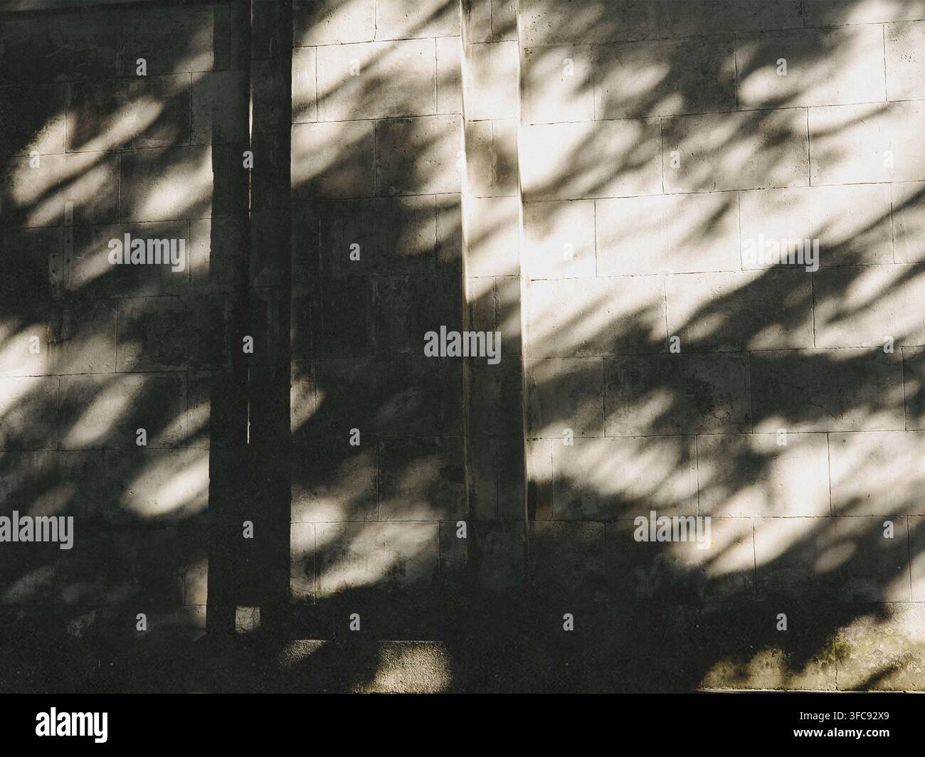 Abstract shadows of tree branches cast across a sunlit wall creating an organic pattern of light and shade. Minimalist fine art background with soft n Stock Photo