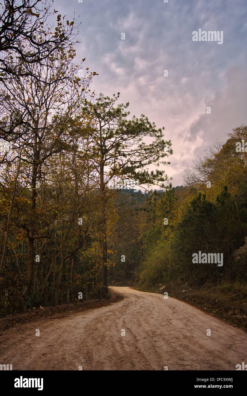 Winding Dirt Road Leading Through Pine Forest Under Dramatic Cloudy Sky Stock Photo