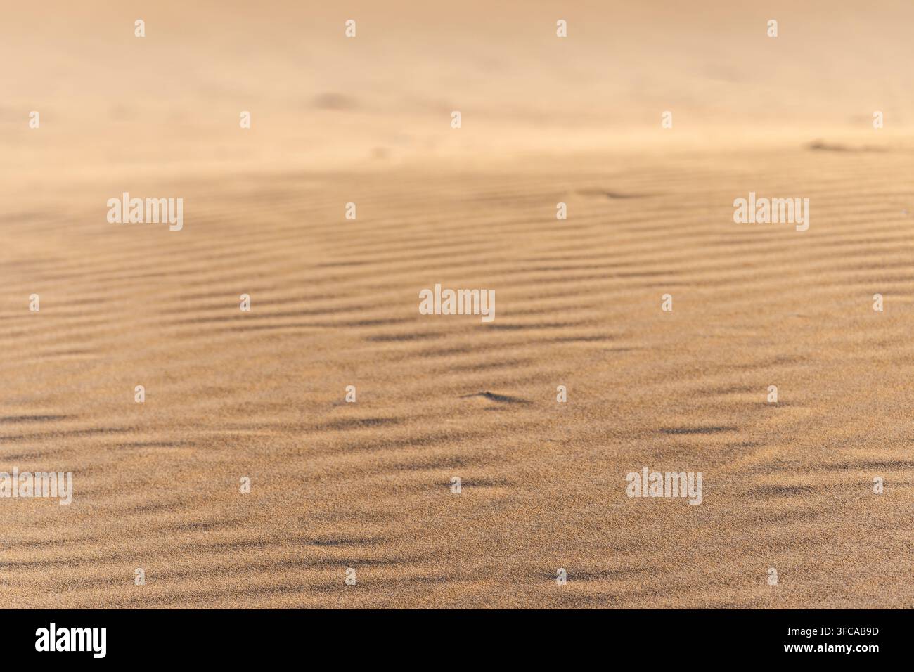Sand ripple texture across dune surface with natural wind patterns Stock Photo