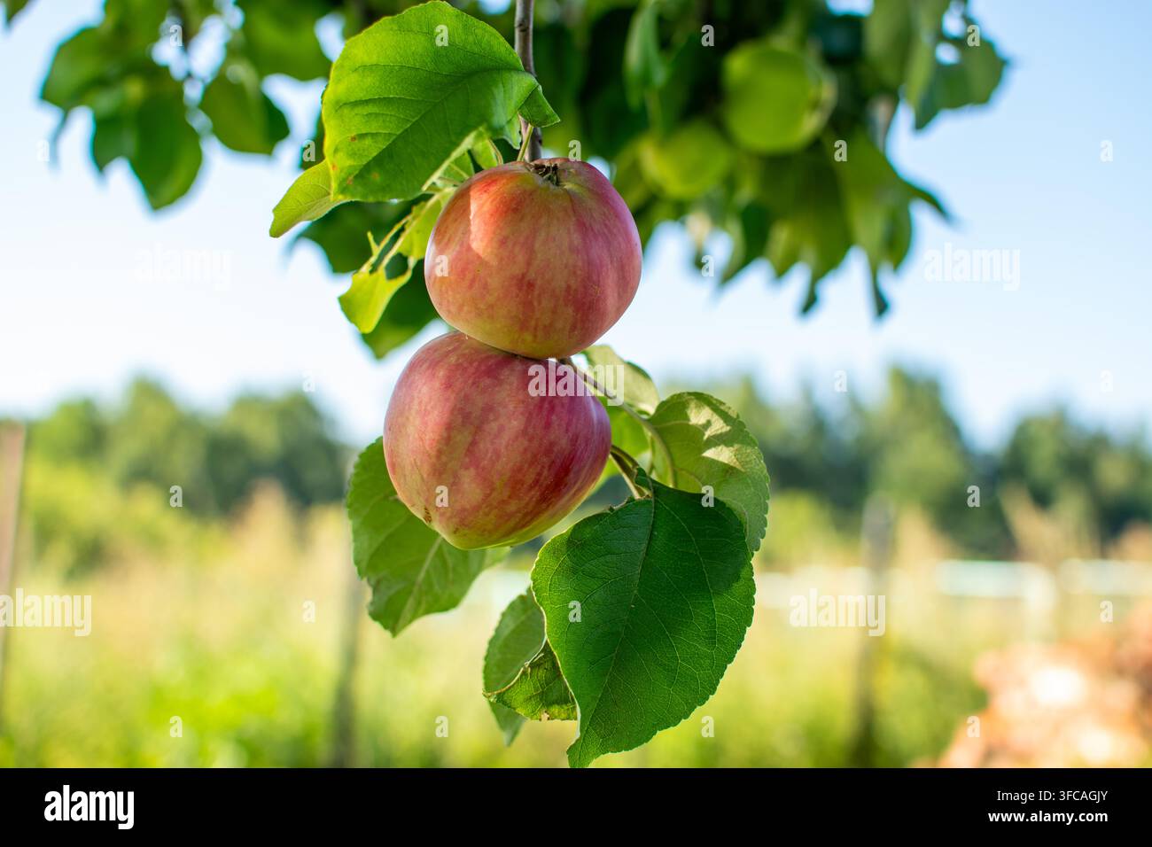 Two red ripe apples hanging on tree branch in sunny garden Stock Photo