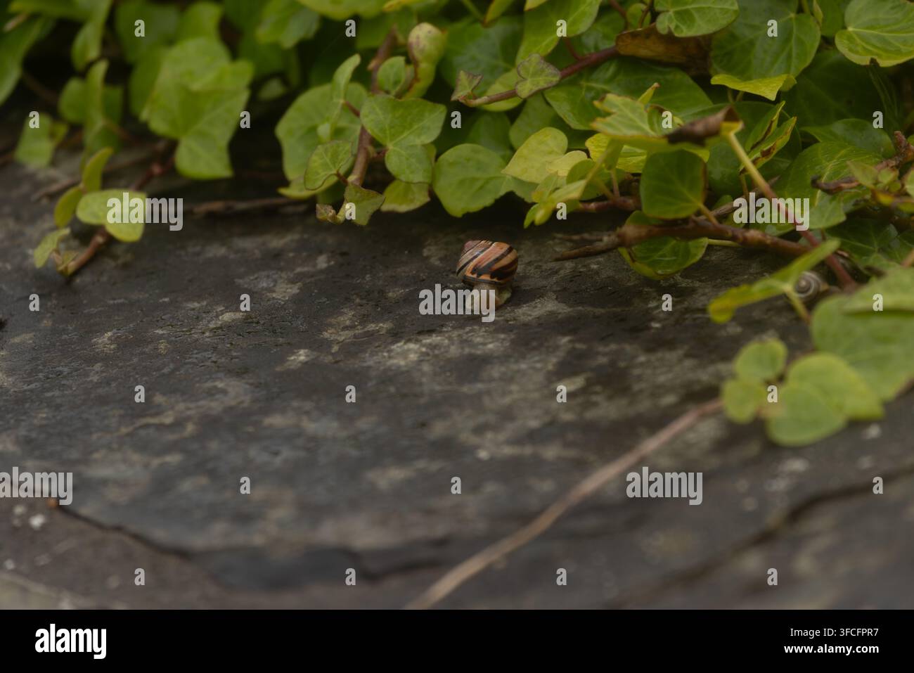 Snail on a wall Stock Photo