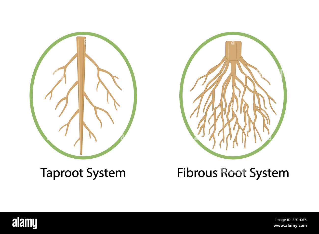 Root types icon, comprehensive comparison between taproot system with its thick central primary root, taproot system and fibrous root system, vector Stock Vector