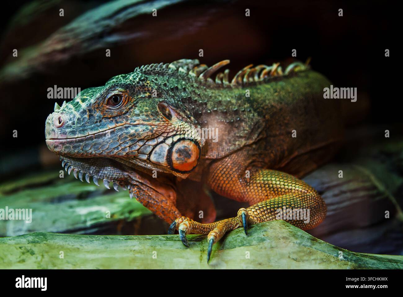 The lizard sits on a rock Stock Photo