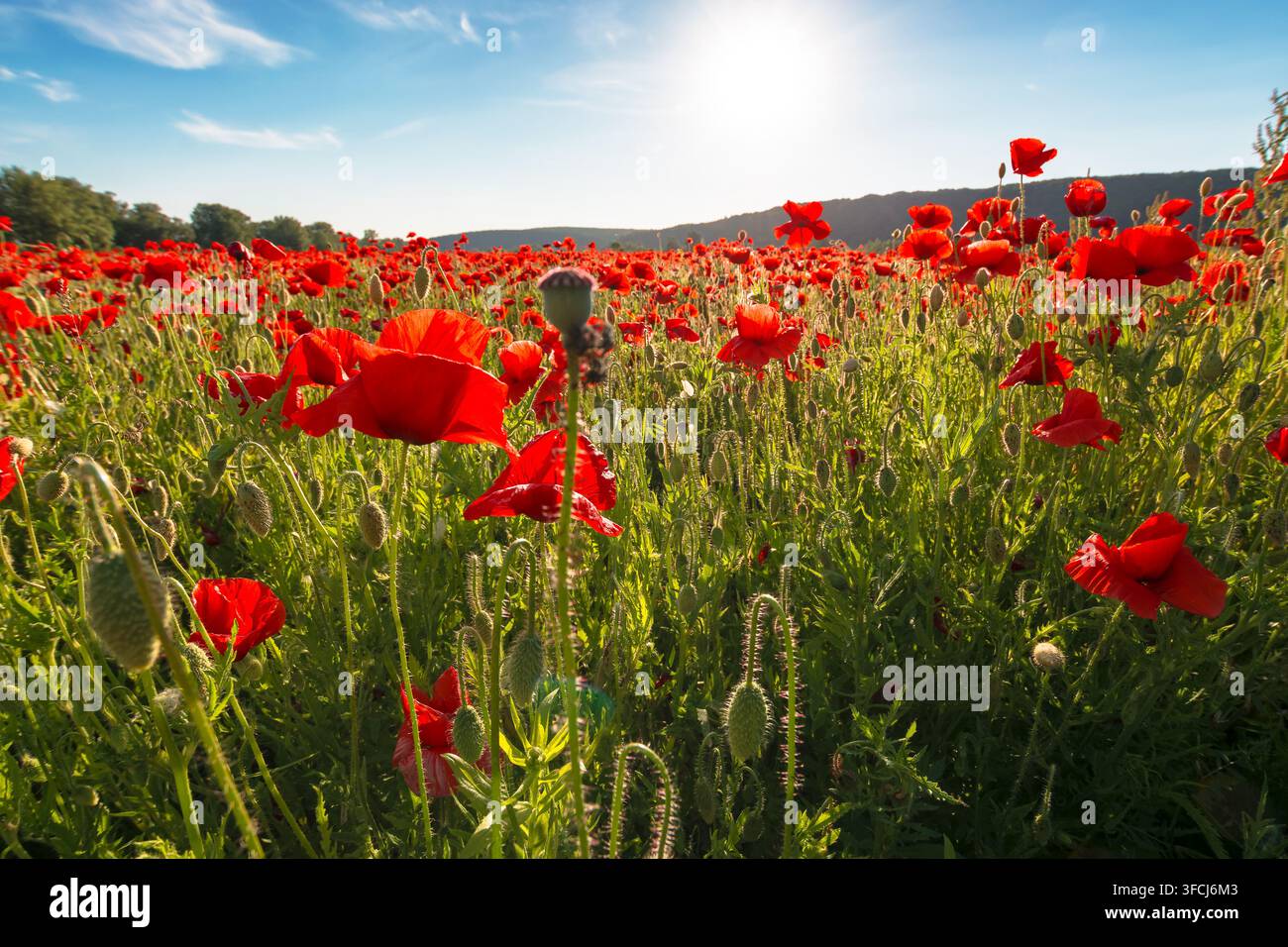 landscape poppy field at sunset. mountainous countryside scenery with red bloom Stock Photo