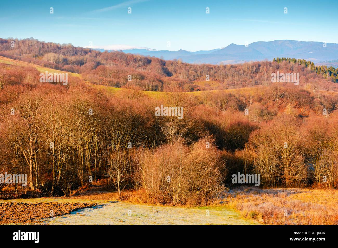 beautiful autumn forenoon in mountains. trees on a hill in fall colors. wonderful countryside landscape of Ukraine on a sunny weather Stock Photo
