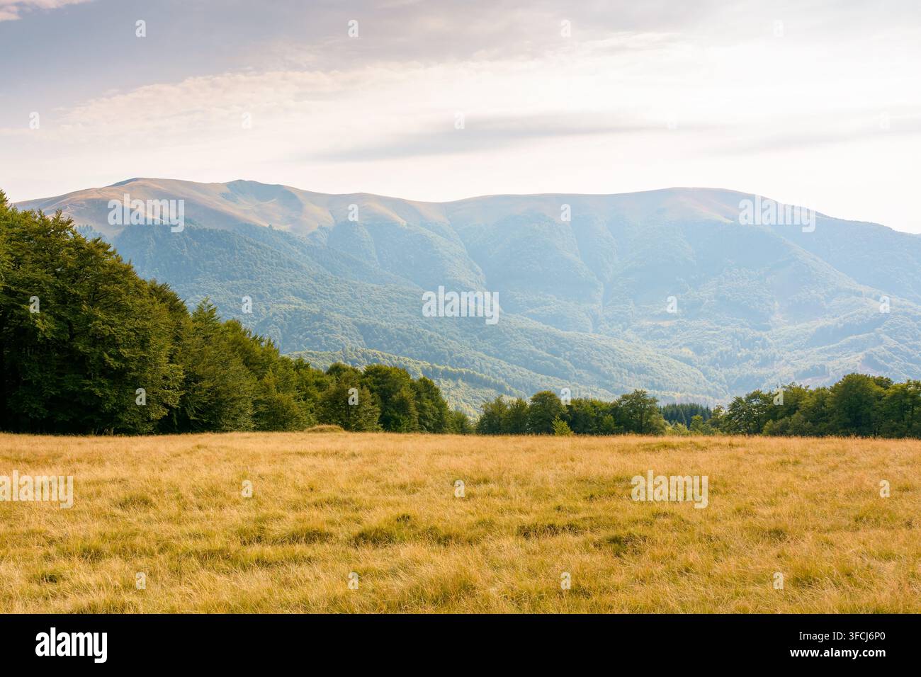 mountain landscape of ukraine. alpine grassy meadow and deciduous forest on the hill. late summer nature background for carpathian adventures Stock Photo