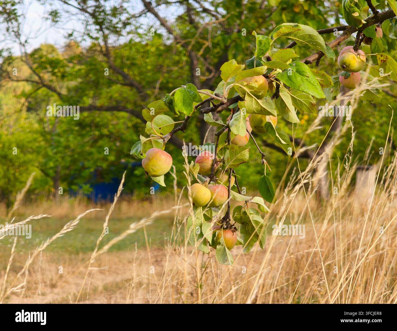 Wild apples growing on a tree branch in a grassy field - Smartphone Captured Stock Image