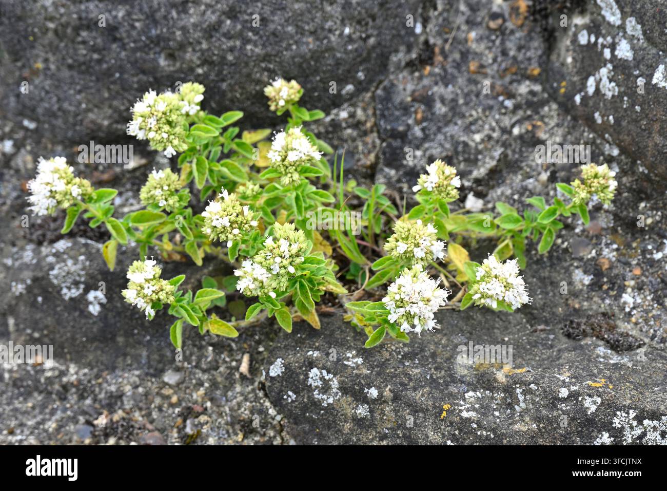 White flowered form of wild marjoram Origanum vulgare growing in stone wall at Dover castle UK June Stock Photo