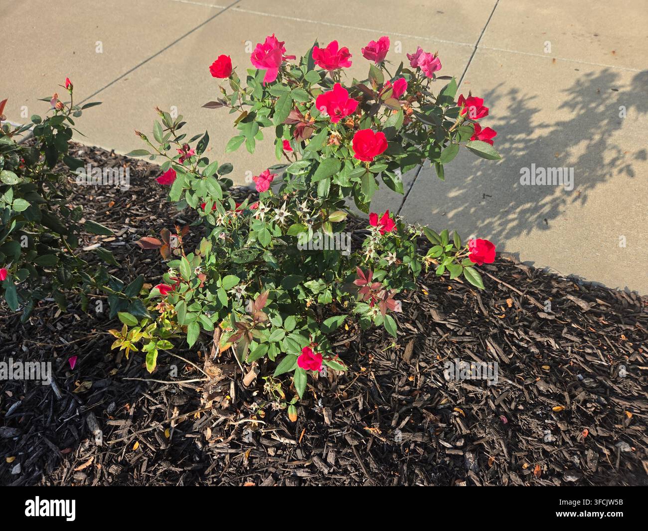 Rose Bush with Beautiful Red Blossoms on Sunny Summer Morning - Smartphone Captured Stock Image