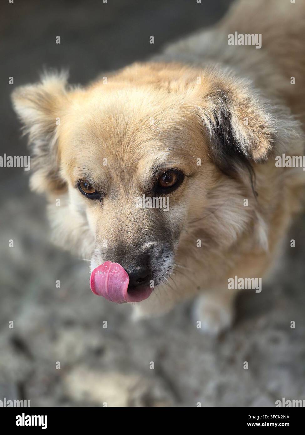 Cute small dog outdoors with tongue out, looking at the camera - Smartphone Captured Stock Image