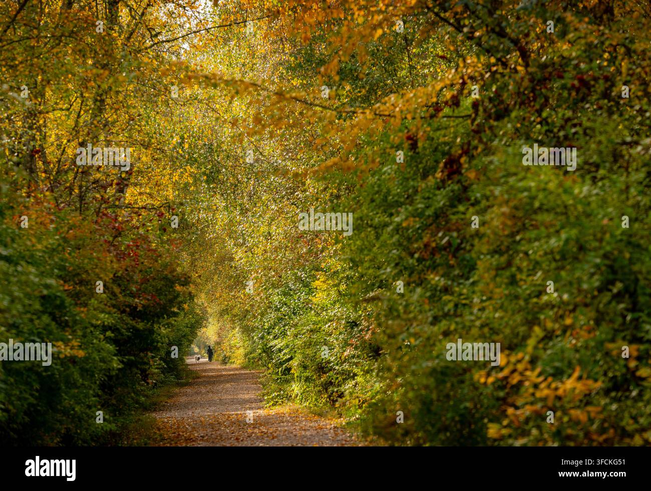 Lush Deciduous Tree Forest Fall Colours Stock Photo