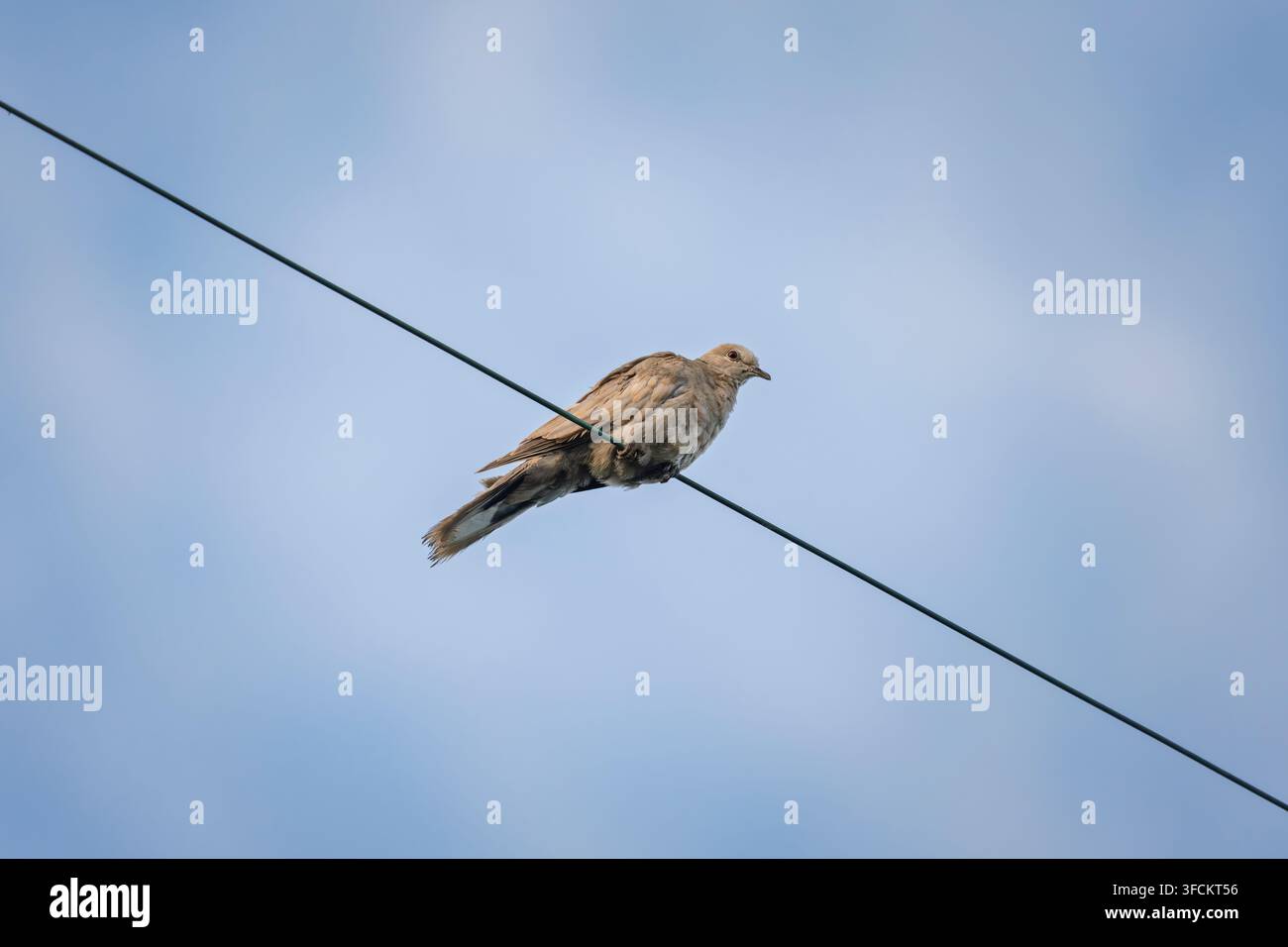 Eurasian Collared Dove Perched on a Utility Wire Stock Photo