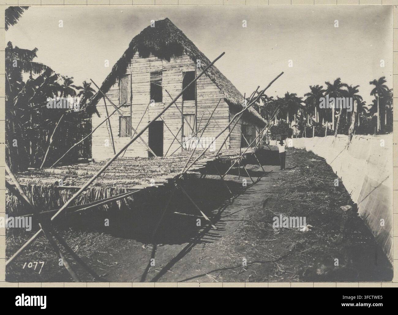 A wooden house with a thatched roof surrounded by palm trees in La Havane, Cuba, by Albert Cintract in 1924, as part of a set documenting tobacco production. Stock Photo
