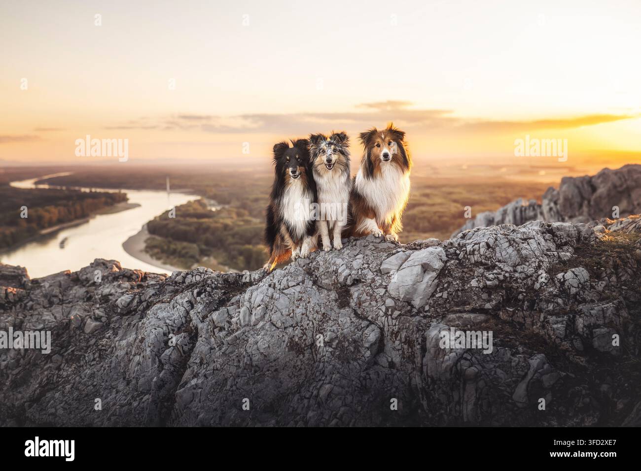 Three Shetland Sheepdogs sitting on rocky cliff Stock Photo