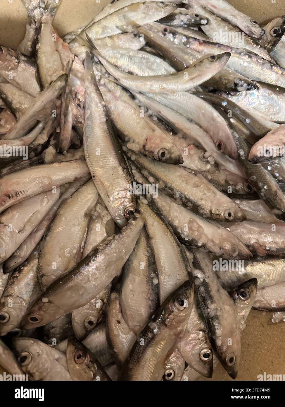 Fresh raw sprats packed tightly in a crate for seafood market. Pile of fresh raw sprats or small silvery fish tightly packed in a shipping crate, dust - Smartphone Captured Stock Image