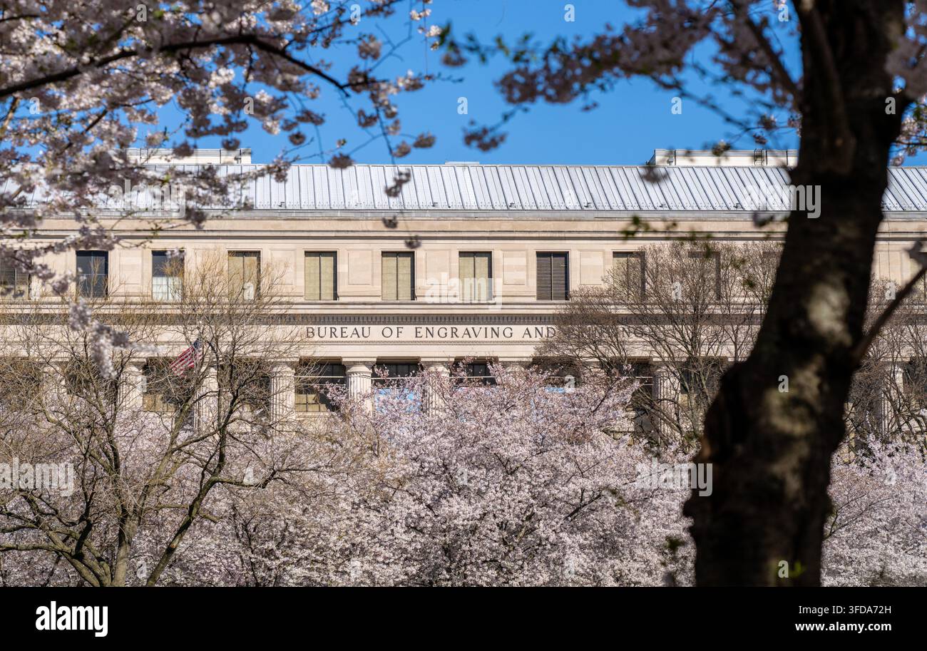 The Bureau of Engraving and Printing Seen Through Cherry Blossom Trees in Washington D.C. Stock Photo