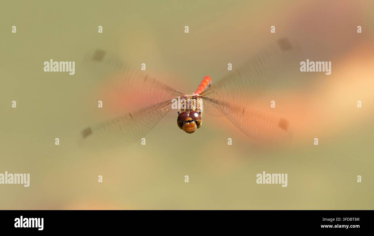 sympetrum sanguineum red dragonfly in flight Stock Photo