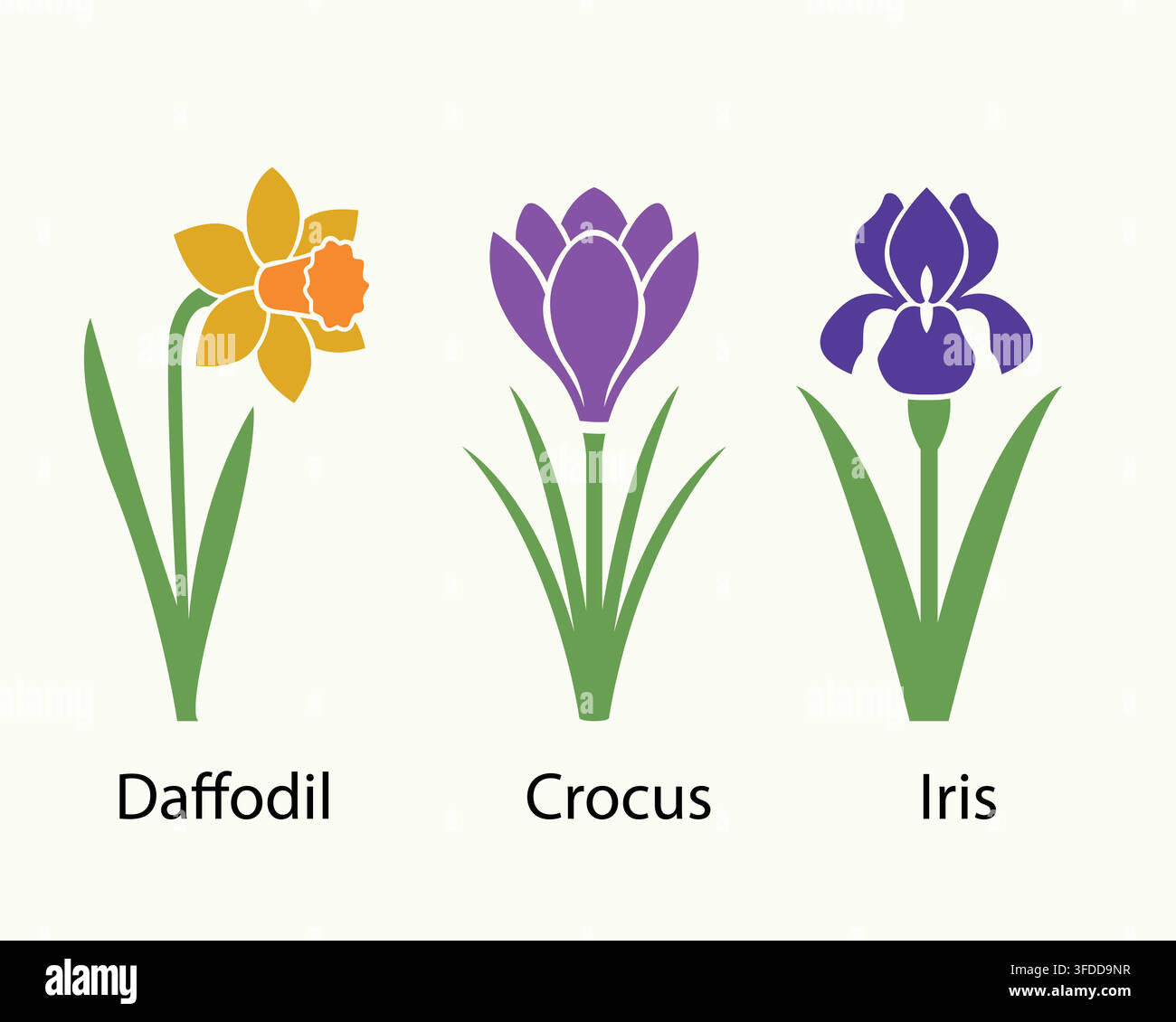 Colorful Spring Botanical Vector Set Featuring Labeled Daffodil, Crocus, and Iris Illustrations Stock Vector