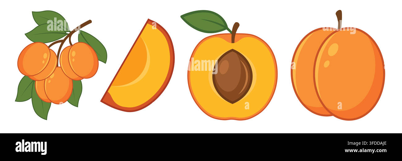 Fresh Ripe Apricot Fruits with Leaves and Slices Flat Vector Set Stock Vector