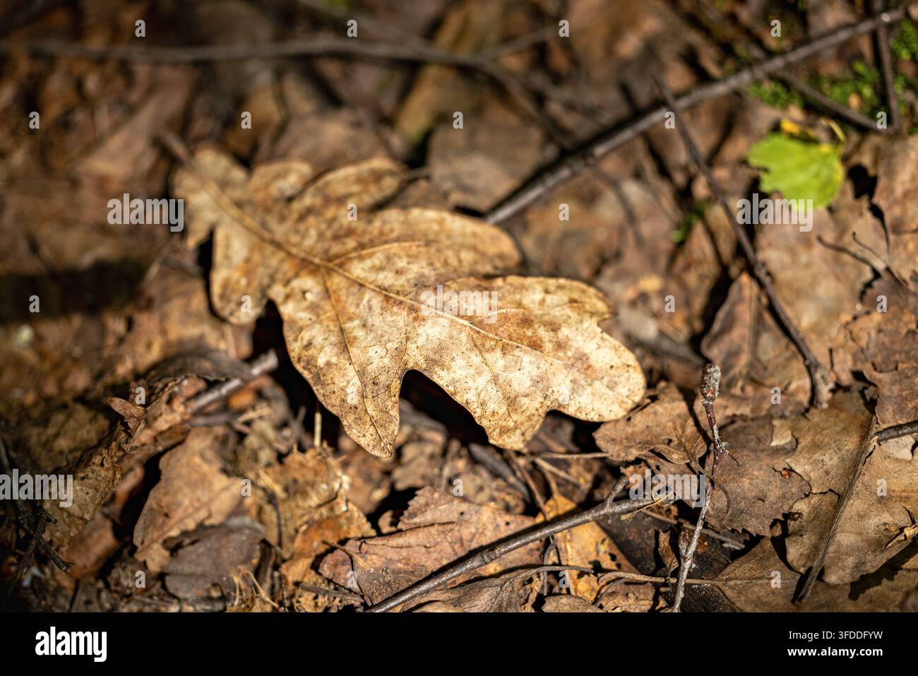 Dry Fallen Oak Leaf on Forest Floor with Brown Leaf Litter and Natural Texture Stock Photo