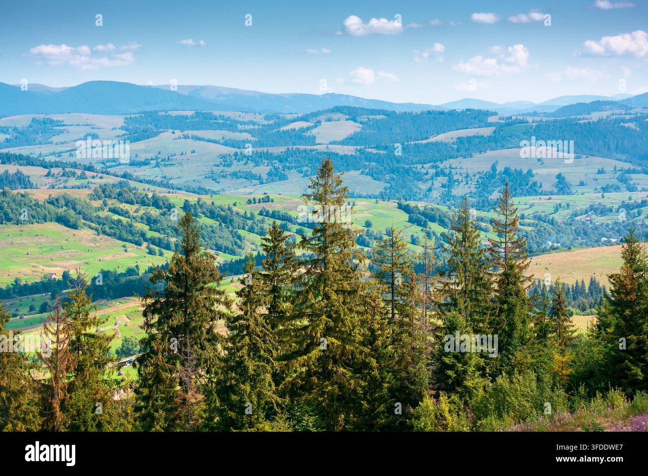 coniferous forest in Ukrainian mountains on a sunny day. Carpathian nature landscape with peaceful woodland in summer. green slopes of Borzhava range Stock Photo