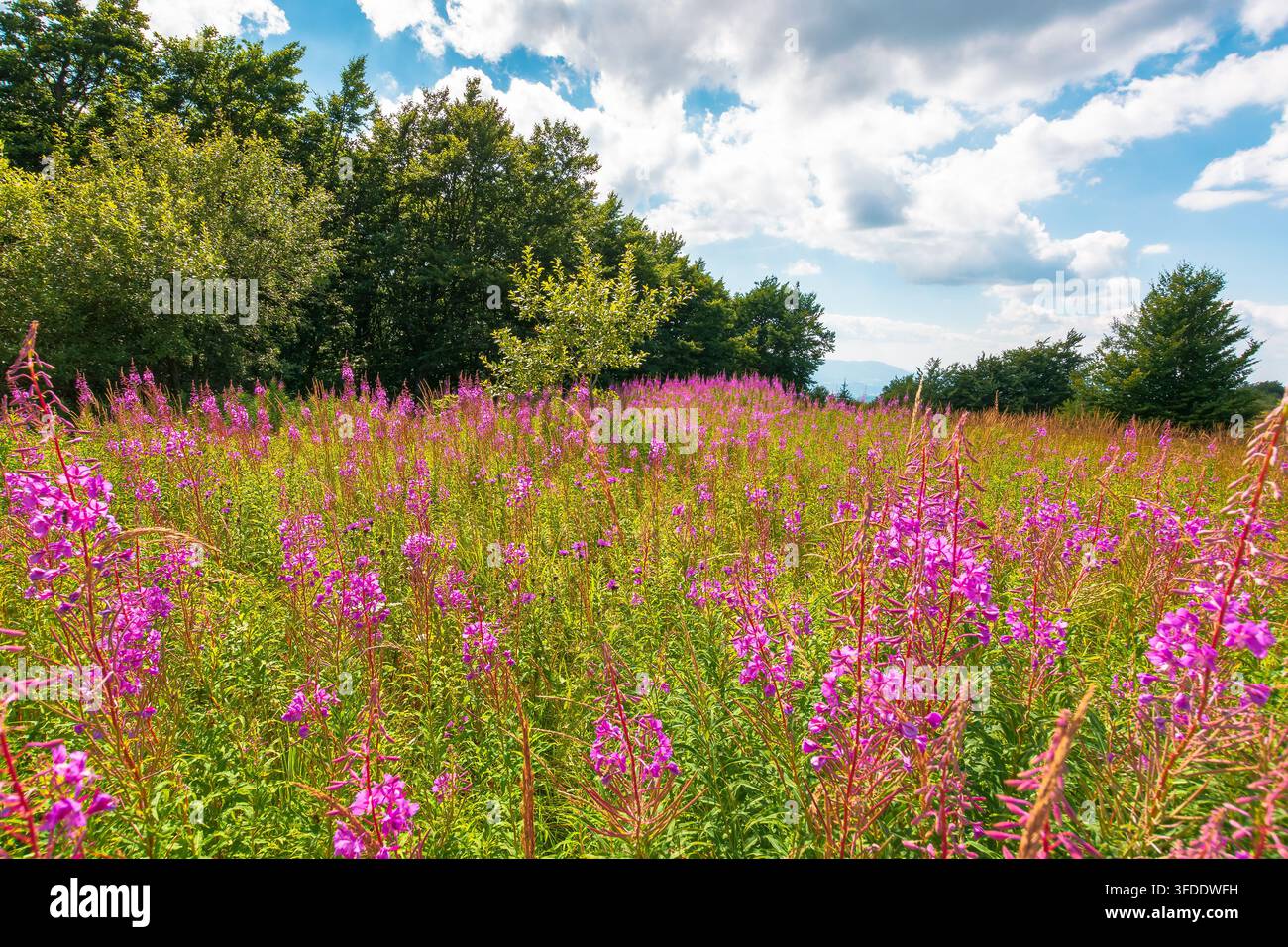 fireweed bloom on the meadow near beech forest. wild purple herb in Carpathian mountains on a late summer day Stock Photo