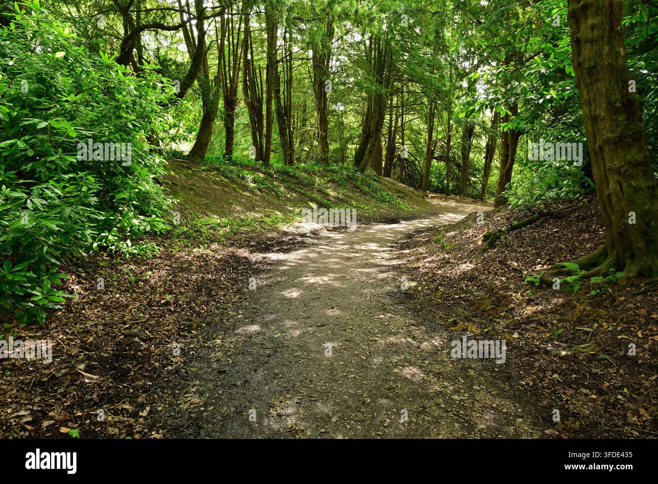 Winding forest path through lush green trees and dense foliage Stock Photo