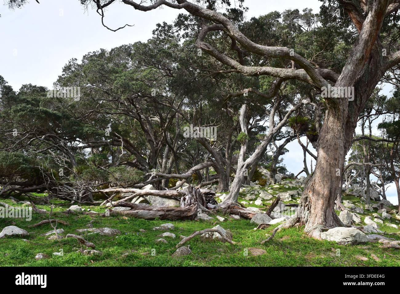 Native Pointing Tree Ti point flora hi-res stock photography and images - Alamy