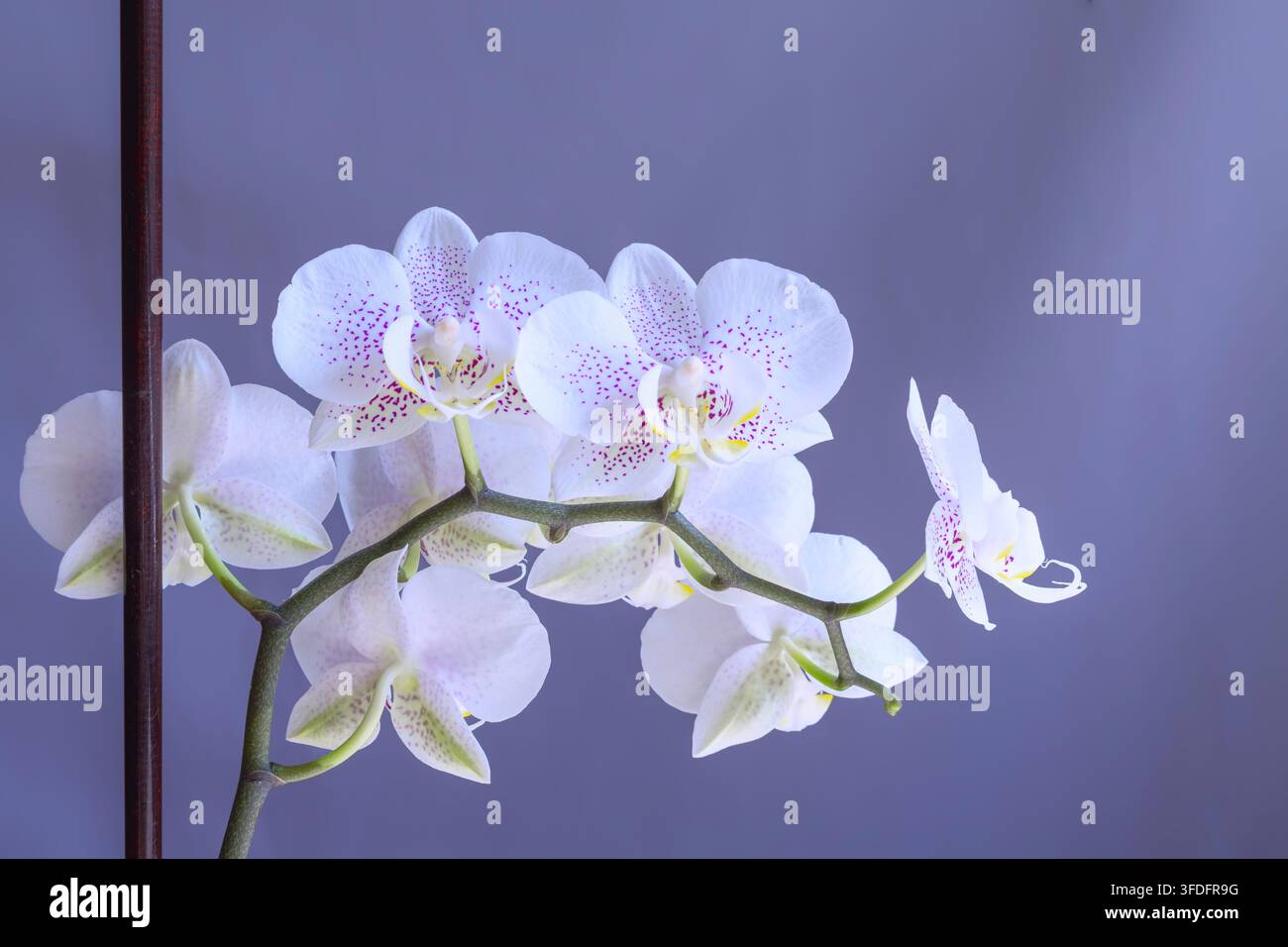 White Phalaenopsis orchids with purple speckles on dark background. Stock Photo