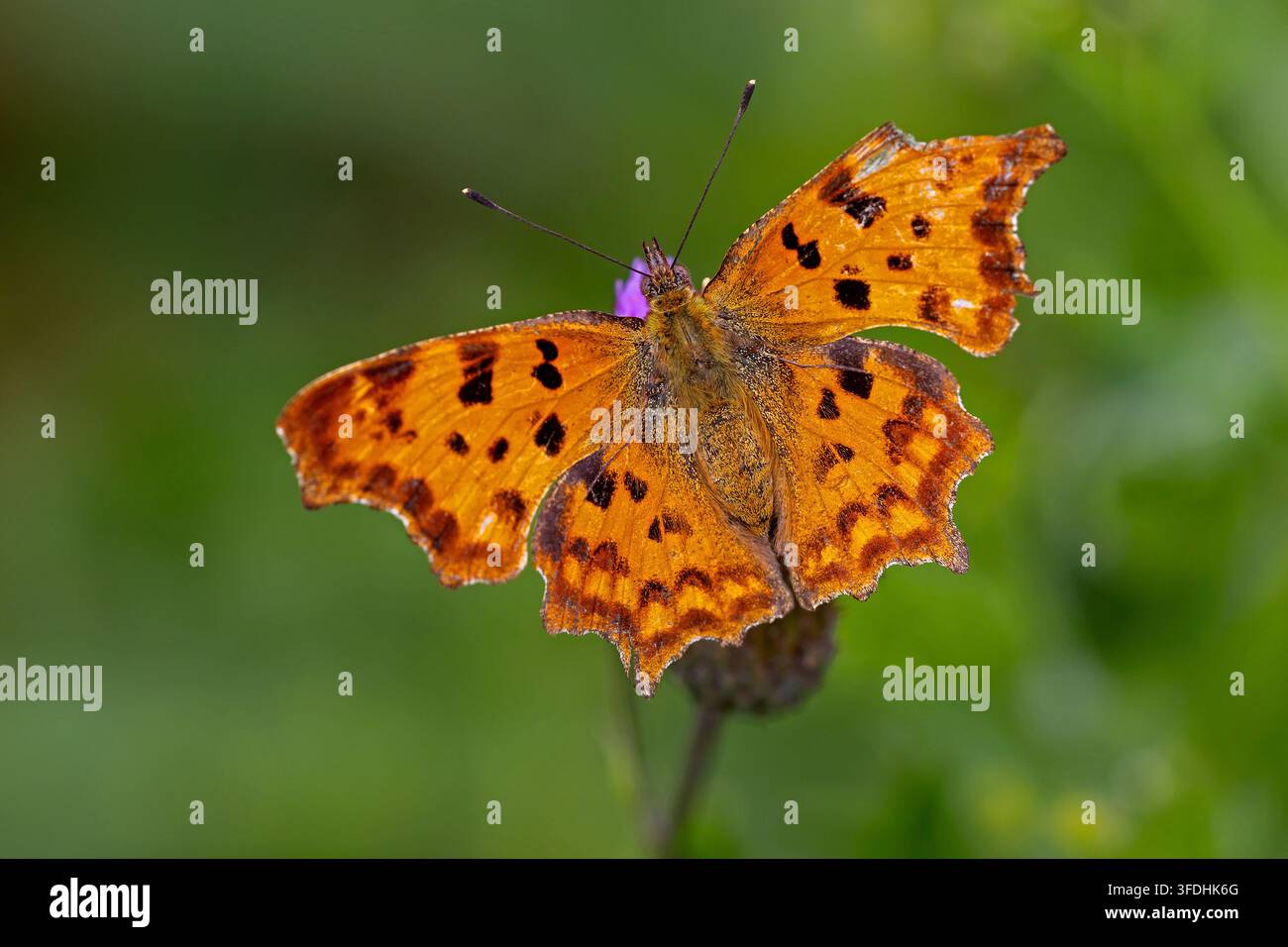 Comma butterfly (Polygonia c-album) dorsal view showing damaged worn tattered wing Stock Photo