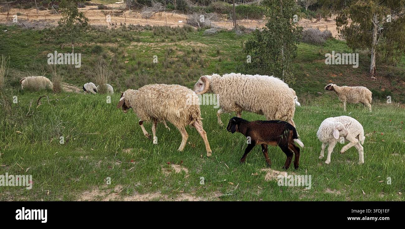 Israel, March 5, 2023:  A black lamb among bedouin sheep from the town of Rahat grazing in the fields next to Kibbutz Ruhama - Smartphone Captured Stock Image
