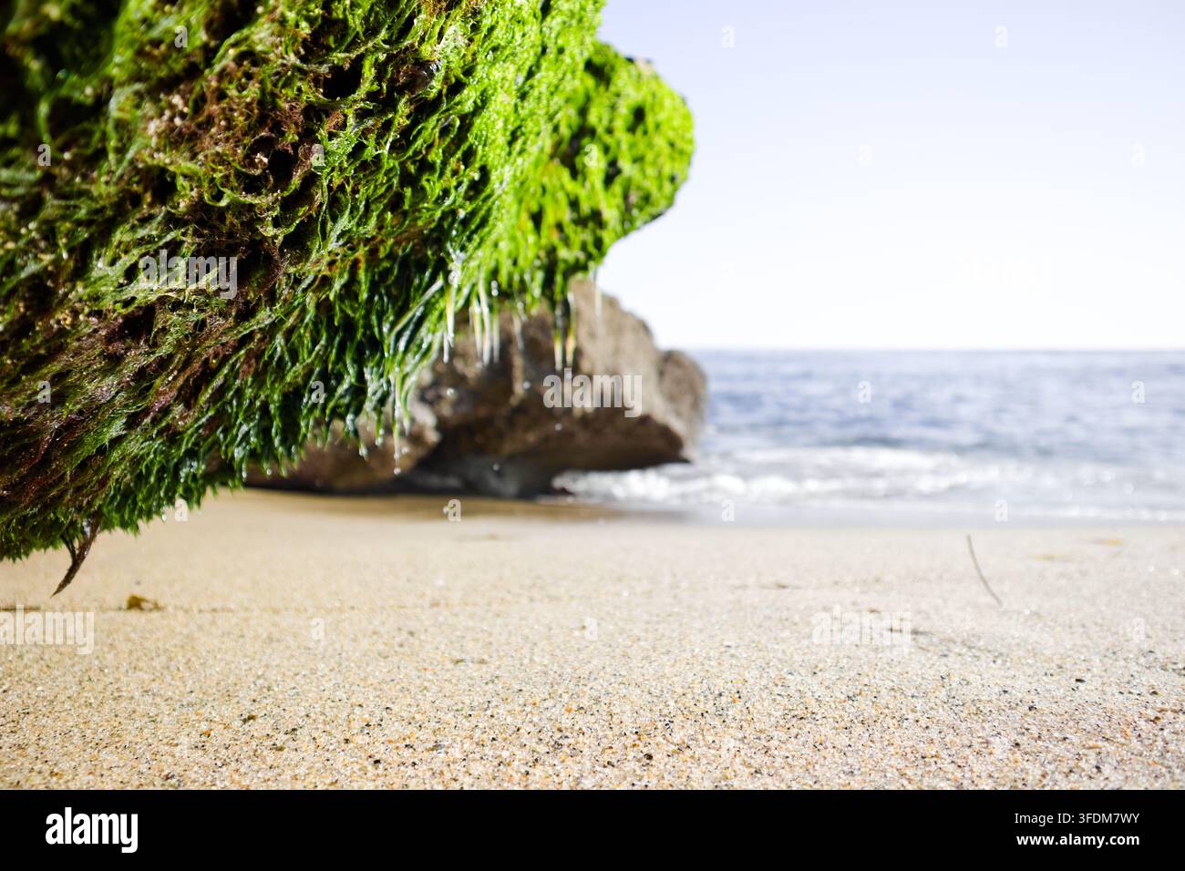 - python web app sqlite tutorial Images High Quality... Vibrant green moss clings to a rocky outcrop on a sandy beach. Waves ...