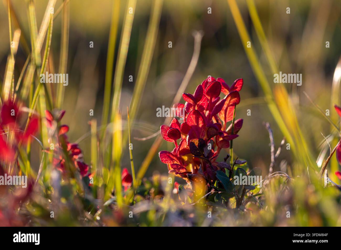Red leaves of bog blueberry (Vaccinium uliginosum) caused by ...