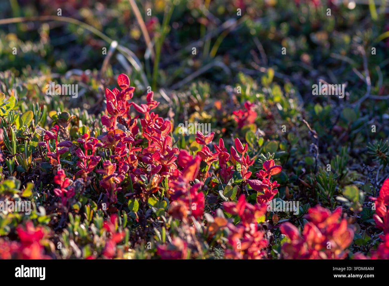 Red foliage of Bog Blueberry (Vaccinium uliginosum) infected by plant ...