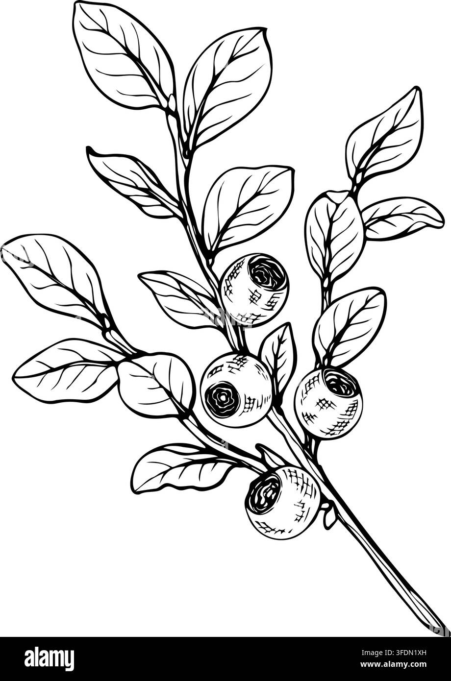 Hand drawn blueberry branch vector illustration. Engraving style sketch ...