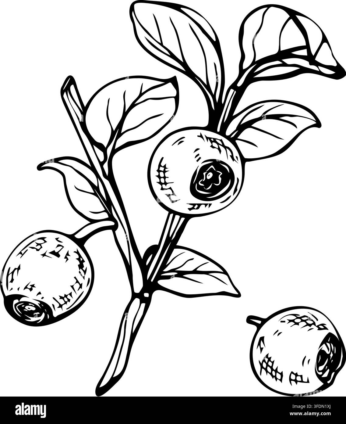 Hand drawn blueberry branch with berries vector illustration. Engraving ...