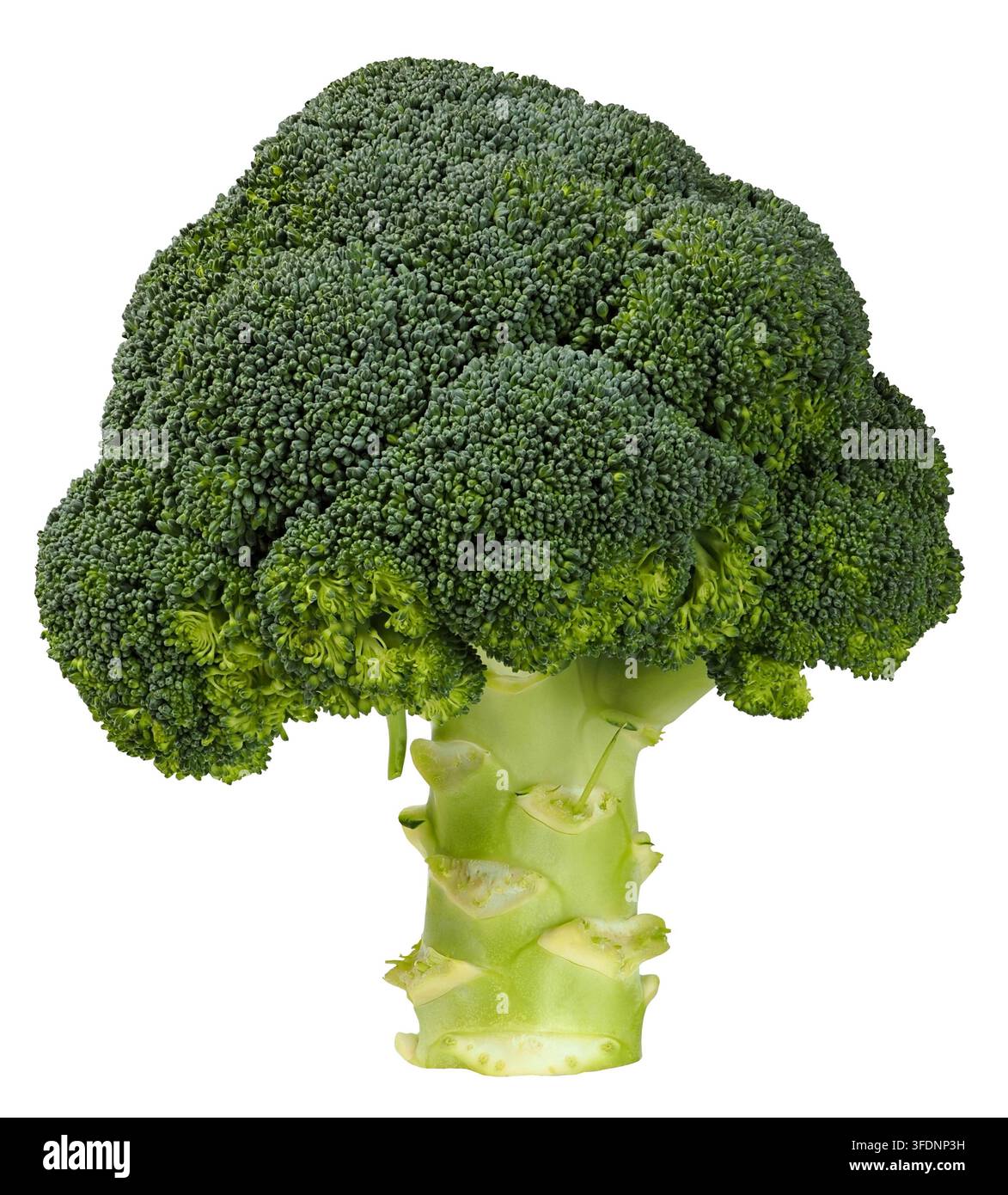 Fresh, green broccoli isolated on white background Stock Photo