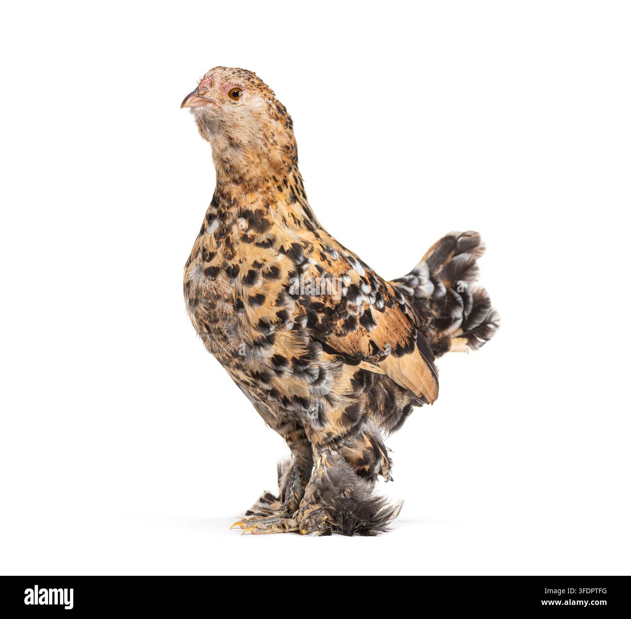 Sabelpoot booted bantam chicken standing side view on a white studio background Stock Photo