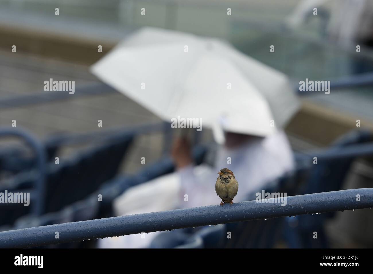 A bird sits on a railing amid a rain delay during the first round of ...