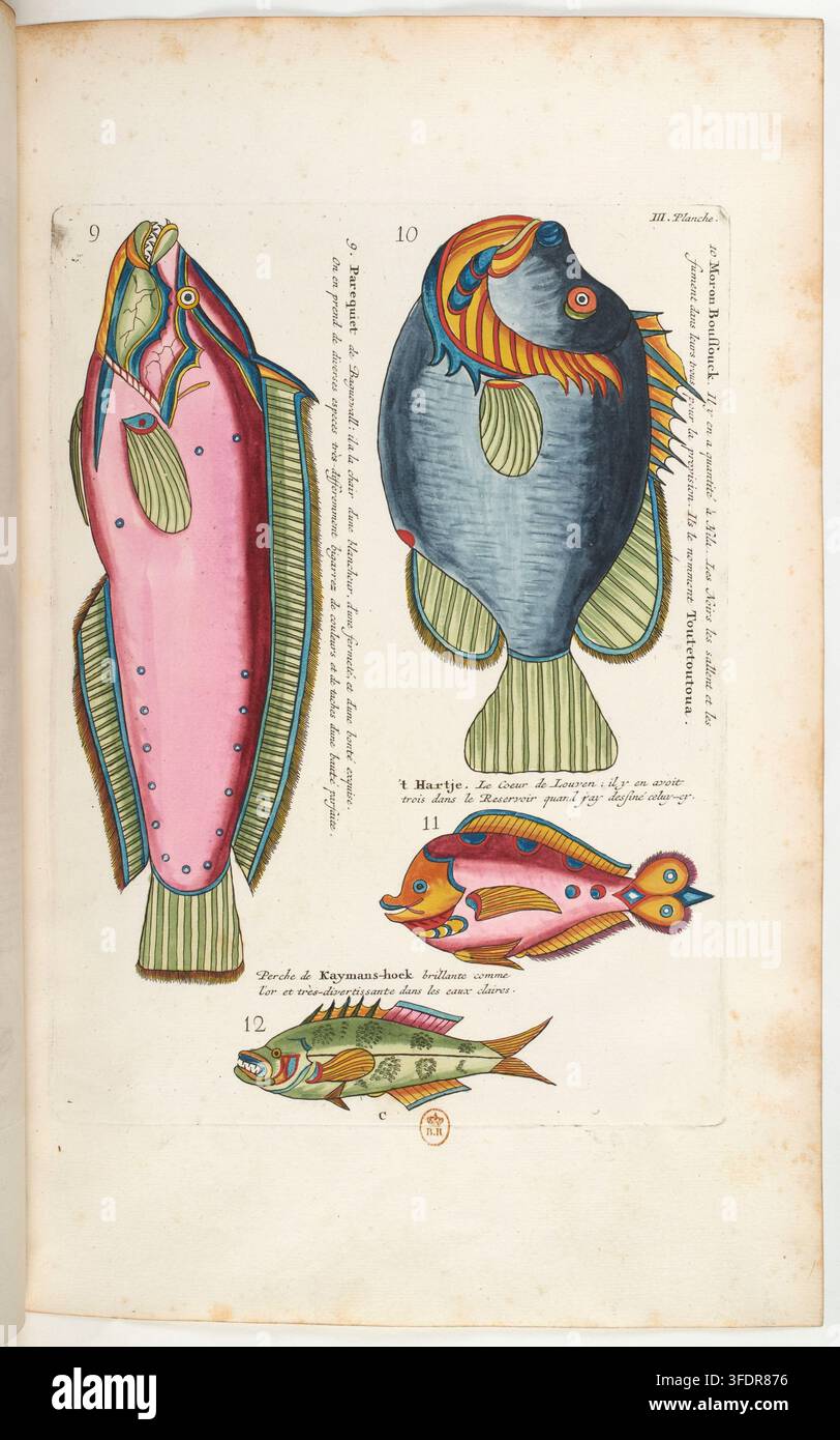 A 1719 Engraving Of Four Fish Species Numbered 9 10 11 And 12 In A 1719 Engraving Of Four Fish Species Numbered 9 10 11 And 12 In