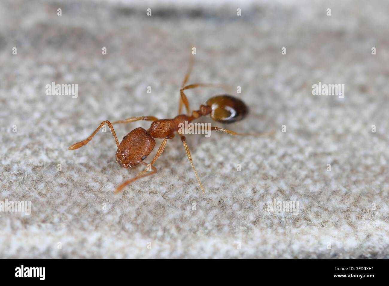 Pharaoh ant worker, Monomorium pharaonis on the desk. Stock Photo