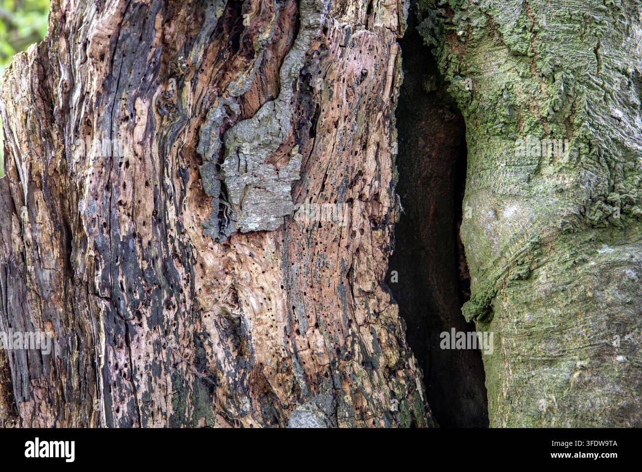 Close-up of decaying tree bark with cavities and moss-covered trunk Stock Photo