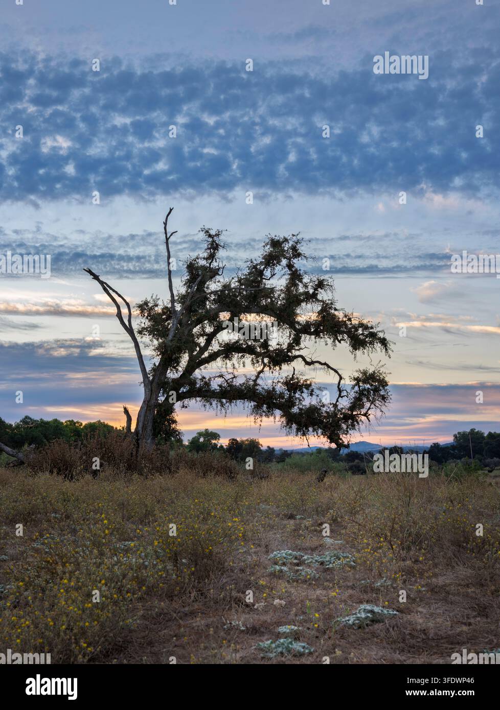 Old Oak Tree Beneath Dramatic Evening Clouds in California Stock Photo
