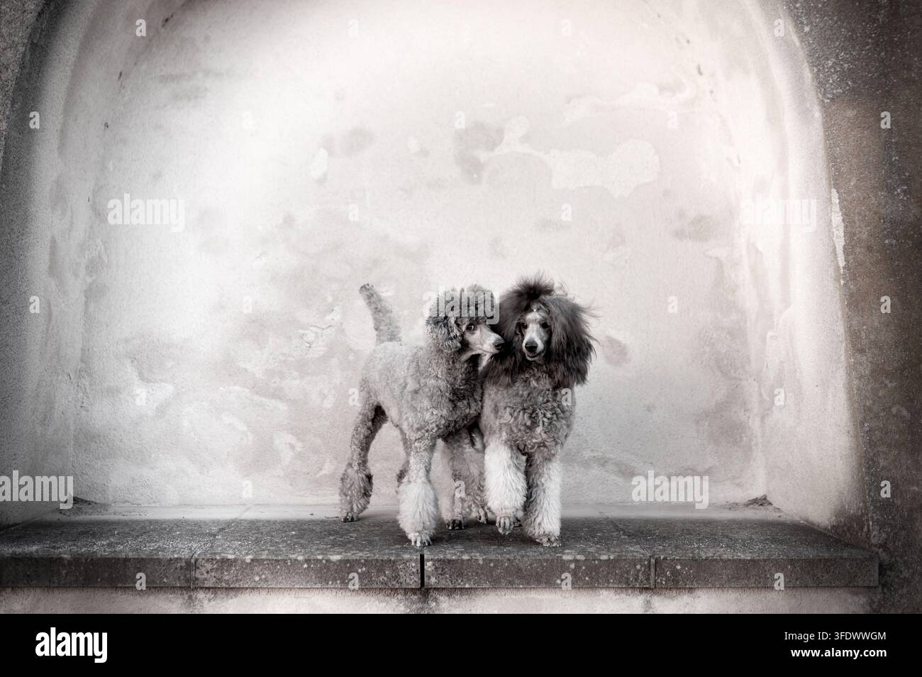 Two Miniature Poodles standing together in niche Stock Photo