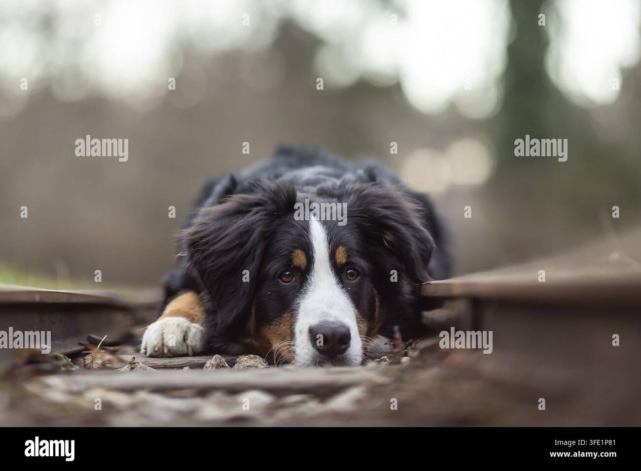 Bernese Mountain Dog Stock Photo