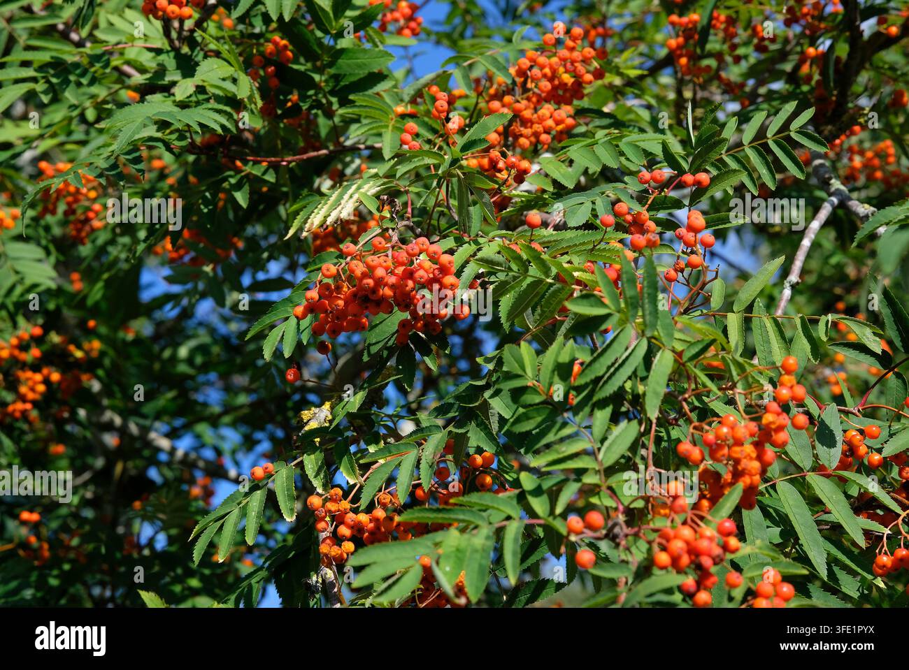 rowan berries on tree, norfolk, england Stock Photo