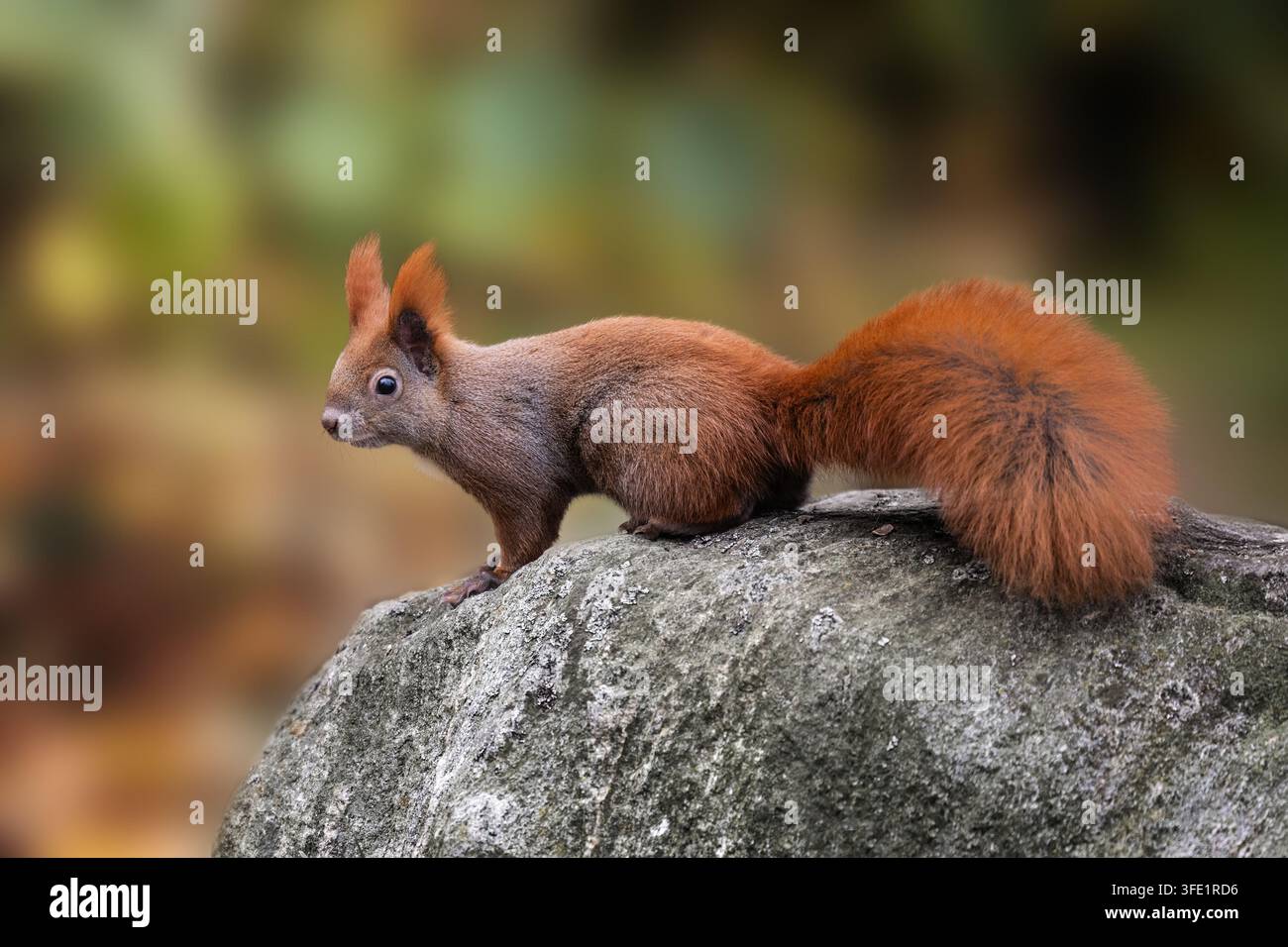 Eurasian red squirrel perched on rock Stock Photo